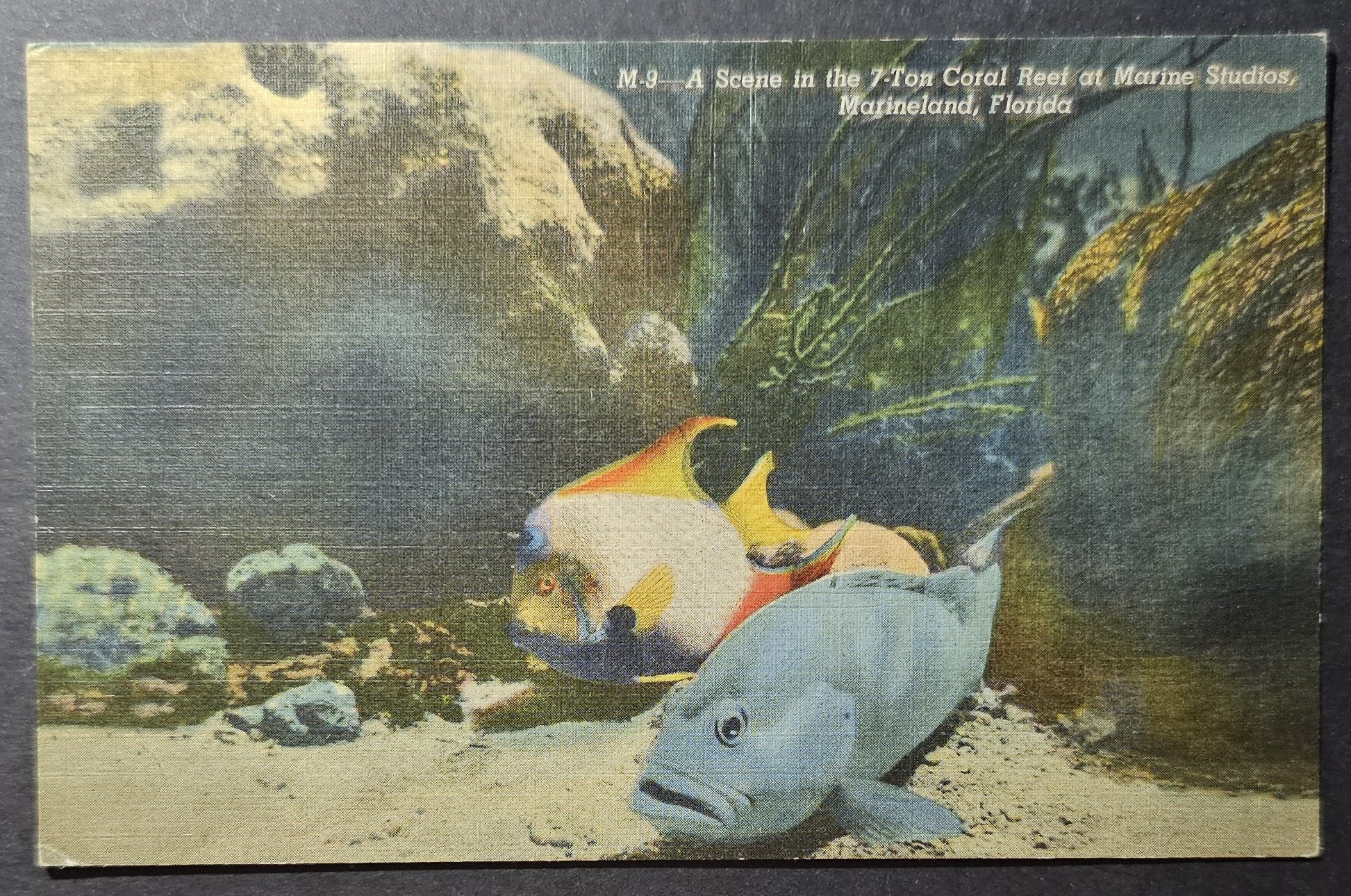 (image for) postcard USA - FL - Florida #0039